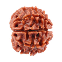 Load image into Gallery viewer, 8 Mukhi Nepalese Rudraksha - Bead No. 30