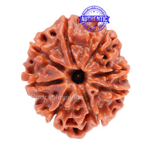 Load image into Gallery viewer, 8 Mukhi Nepalese Rudraksha - Bead No. 31