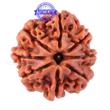 Load image into Gallery viewer, 8 Mukhi Nepalese Rudraksha - Bead No. 35
