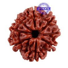 Load image into Gallery viewer, 8 Mukhi Nepalese Rudraksha - Bead No. 36