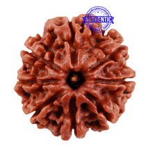 Load image into Gallery viewer, 8 Mukhi Nepalese Rudraksha - Bead No. 40