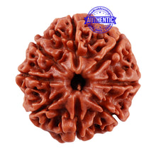 Load image into Gallery viewer, 8 Mukhi Nepalese Rudraksha - Bead No. 41