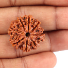 Load image into Gallery viewer, 8 Mukhi Nepalese Rudraksha - Bead No. 56