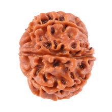 Load image into Gallery viewer, 8 Mukhi Nepalese Rudraksha - Bead No. 56