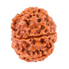 Load image into Gallery viewer, 8 Mukhi Nepalese Rudraksha - Bead No. 56