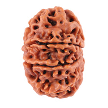 Load image into Gallery viewer, 8 Mukhi Nepalese Rudraksha - Bead No. 58
