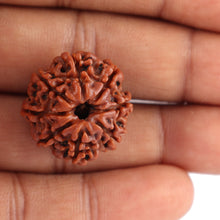 Load image into Gallery viewer, 8 Mukhi Nepalese Rudraksha - Bead No. 59