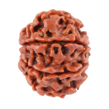 Load image into Gallery viewer, 8 Mukhi Nepalese Rudraksha - Bead No. 59
