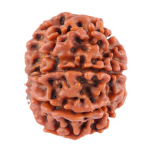 Load image into Gallery viewer, 8 Mukhi Nepalese Rudraksha - Bead No. 59