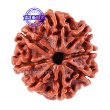 Load image into Gallery viewer, 8 Mukhi Nepalese Rudraksha - Bead No. 60