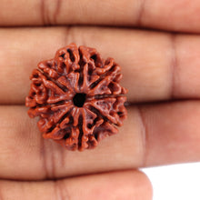 Load image into Gallery viewer, 8 Mukhi Nepalese Rudraksha - Bead No. 60