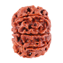 Load image into Gallery viewer, 8 Mukhi Nepalese Rudraksha - Bead No. 60
