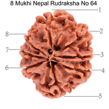 Load image into Gallery viewer, 8 Mukhi Nepalese Rudraksha - Bead No. 64