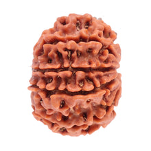 Load image into Gallery viewer, 8 Mukhi Nepalese Rudraksha - Bead No. 64