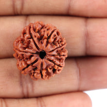 Load image into Gallery viewer, 8 Mukhi Nepalese Rudraksha - Bead No. 65