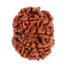 Load image into Gallery viewer, 8 Mukhi Nepalese Rudraksha - Bead No. 69