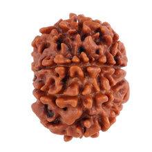 Load image into Gallery viewer, 8 Mukhi Nepalese Rudraksha - Bead No. 69
