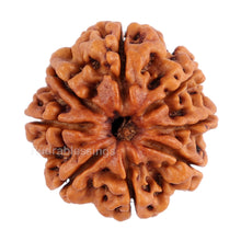 Load image into Gallery viewer, 8 Mukhi Nepalese Rudraksha - Bead No. 70