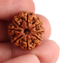 Load image into Gallery viewer, 8 Mukhi Nepalese Rudraksha - Bead No. 70