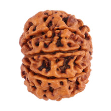 Load image into Gallery viewer, 8 Mukhi Nepalese Rudraksha - Bead No. 70