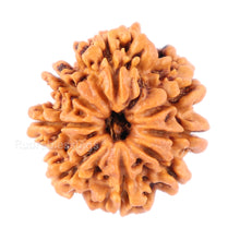 Load image into Gallery viewer, 8 Mukhi Nepalese Rudraksha - Bead No. 72