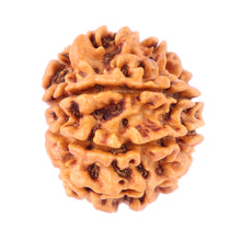 Load image into Gallery viewer, 8 Mukhi Nepalese Rudraksha - Bead No. 72