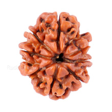 Load image into Gallery viewer, 8 Mukhi Nepalese Rudraksha - Bead No. 73