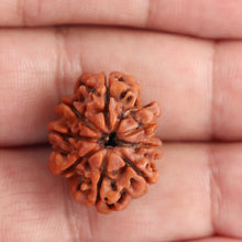 Load image into Gallery viewer, 8 Mukhi Nepalese Rudraksha - Bead No. 73