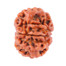 Load image into Gallery viewer, 8 Mukhi Nepalese Rudraksha - Bead No. 73