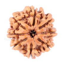 Load image into Gallery viewer, 8 Mukhi Nepalese Rudraksha - Bead No. 74