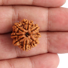 Load image into Gallery viewer, 8 Mukhi Nepalese Rudraksha - Bead No. 74