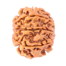 Load image into Gallery viewer, 8 Mukhi Nepalese Rudraksha - Bead No. 74