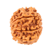 Load image into Gallery viewer, 8 Mukhi Nepalese Rudraksha - Bead No. 74