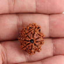 Load image into Gallery viewer, 8 Mukhi Nepalese Rudraksha - Bead No. 75