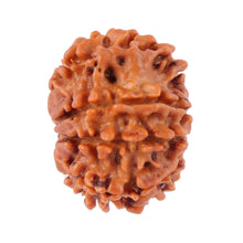 Load image into Gallery viewer, 8 Mukhi Nepalese Rudraksha - Bead No. 75
