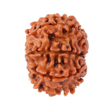 Load image into Gallery viewer, 8 Mukhi Nepalese Rudraksha - Bead No. 75