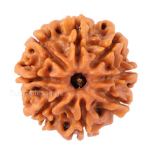 Load image into Gallery viewer, 8 Mukhi Nepalese Rudraksha - Bead No. 76