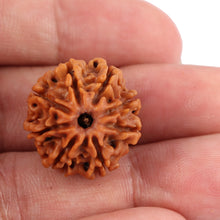 Load image into Gallery viewer, 8 Mukhi Nepalese Rudraksha - Bead No. 76