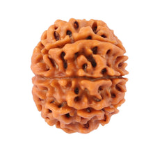 Load image into Gallery viewer, 8 Mukhi Nepalese Rudraksha - Bead No. 76