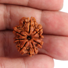 Load image into Gallery viewer, 8 Mukhi Nepalese Rudraksha - Bead No. 77
