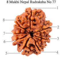 Load image into Gallery viewer, 8 Mukhi Nepalese Rudraksha - Bead No. 77