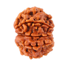 Load image into Gallery viewer, 8 Mukhi Nepalese Rudraksha - Bead No. 77