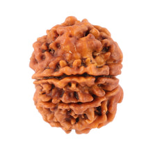 Load image into Gallery viewer, 8 Mukhi Nepalese Rudraksha - Bead No. 77