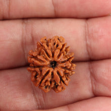 Load image into Gallery viewer, 8 Mukhi Nepalese Rudraksha - Bead No. 78