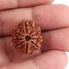 Load image into Gallery viewer, 8 Mukhi Nepalese Rudraksha - Bead No. 79