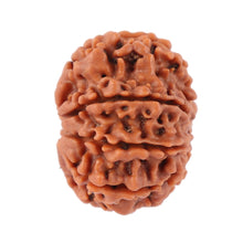 Load image into Gallery viewer, 8 Mukhi Nepalese Rudraksha - Bead No. 79