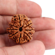 Load image into Gallery viewer, 8 Mukhi Nepalese Rudraksha - Bead No. 80
