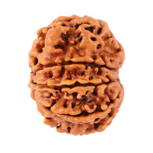 Load image into Gallery viewer, 8 Mukhi Nepalese Rudraksha - Bead No. 80