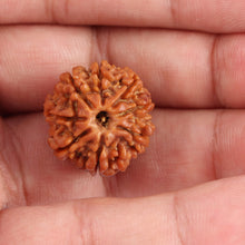 Load image into Gallery viewer, 8 Mukhi Nepalese Rudraksha - Bead No. 82