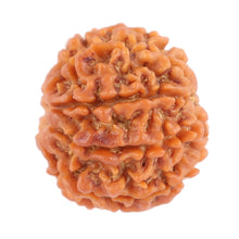 Load image into Gallery viewer, 8 Mukhi Nepalese Rudraksha - Bead No. 82